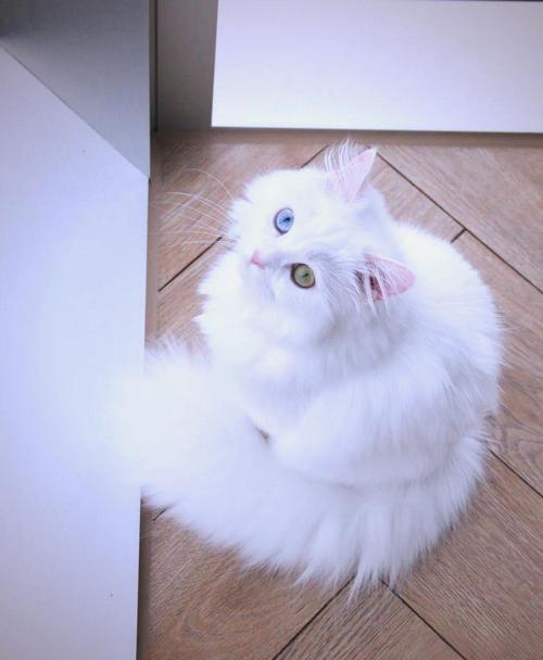 波斯猫瞳孔颜色多变，反映情绪与健康状况（波斯猫瞳孔颜色照片）