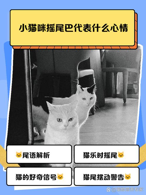 解读它的情绪（小猫咪摇尾巴是高兴还是不高兴）