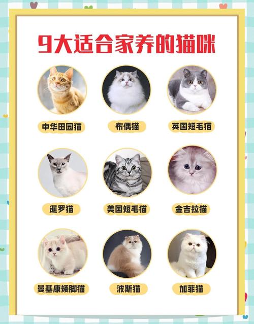 猫咪掉毛多？洗护梳毛饮食减压运动全搞定！（猫掉毛怎么办五大方法让你的猫不掉毛）