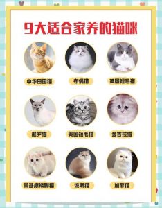 猫咪掉毛多？洗护梳毛饮食减压运动全搞定！（猫掉毛怎么办五大方法让你的猫不掉毛）
