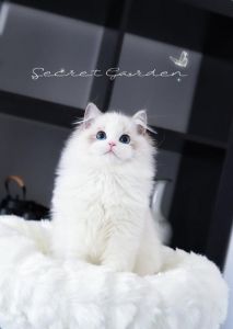 温顺亲人，聪明易养（纯种海双布偶猫）