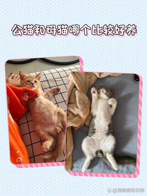 公猫粘人母猫独立，掉毛少但怕冷需保暖（德文公猫和母猫哪个好养）