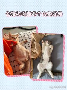 公猫粘人母猫独立，掉毛少但怕冷需保暖（德文公猫和母猫哪个好养）