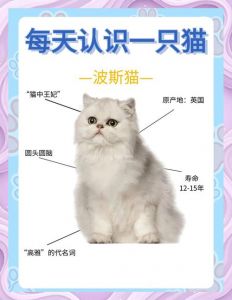 波斯猫加菲猫哪个好？选猫看性格和价格（波斯猫和加菲猫的区别图片）