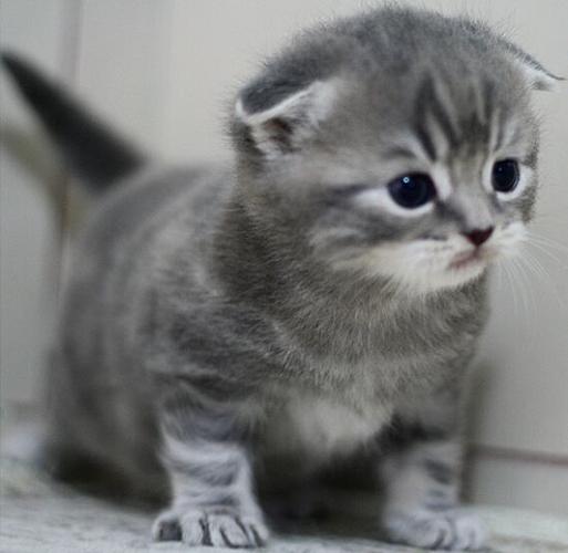折耳猫夜叫怎么办？（折耳猫大晚上对着门叫啥）