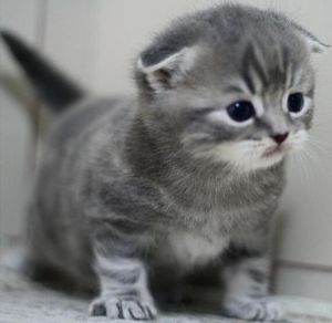 折耳猫夜叫怎么办？（折耳猫大晚上对着门叫啥）