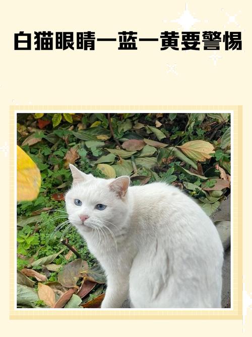 美丽也需多呵护（一只蓝眼睛一只黄眼睛是什么猫）