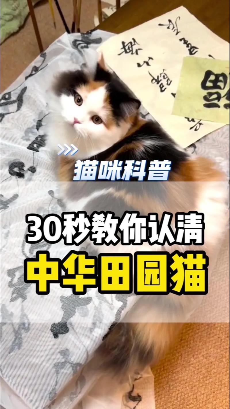 可爱活泼的伴侣，珍惜相伴时光（三花猫是哪三种颜色）