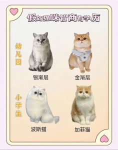 高智商猫咪品种大盘点，聪明又亲人！（世界上最聪明的猫排名前十名）