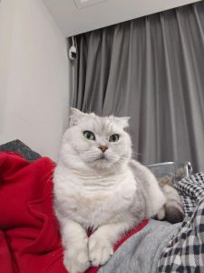 折耳猫价格2000元到上万元，看品相血统，但要注意遗传病风险！（折耳猫幼猫一只多少钱）