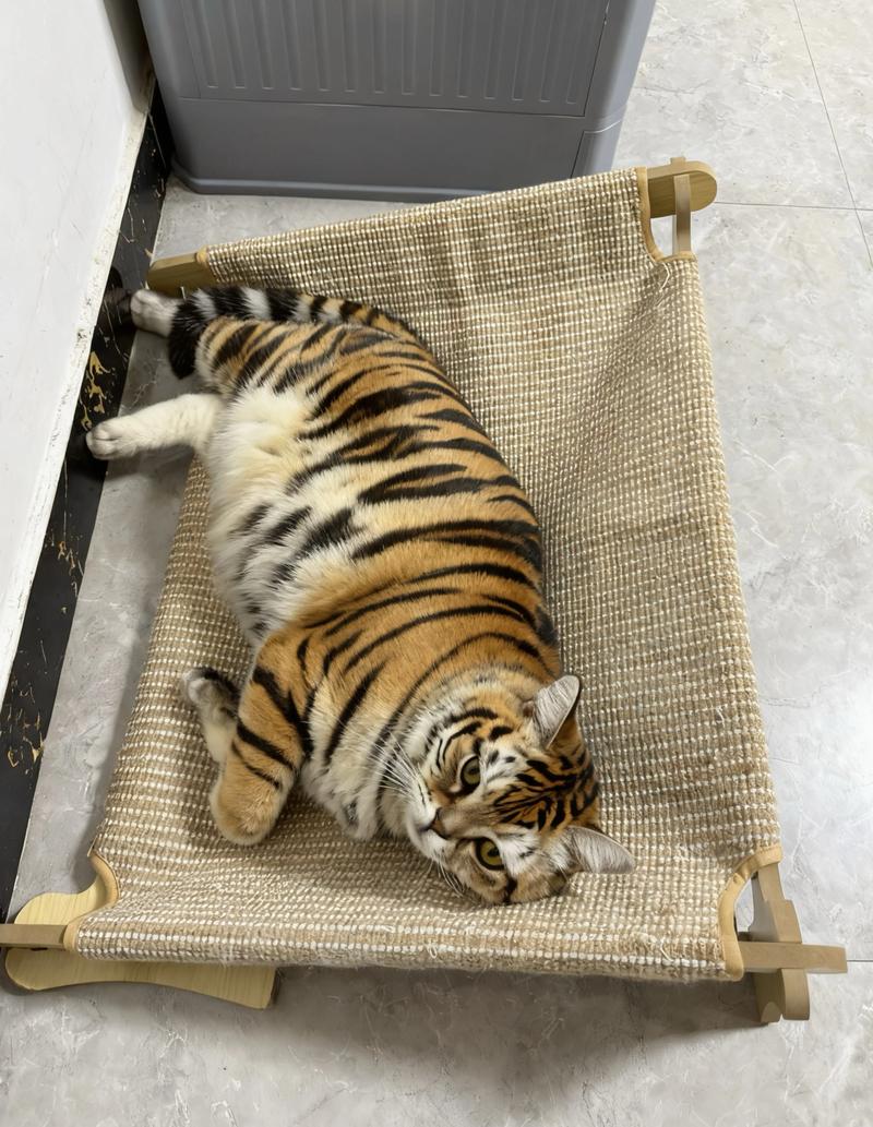 独立亲人，健康好伴侣（美短虎斑猫图片）