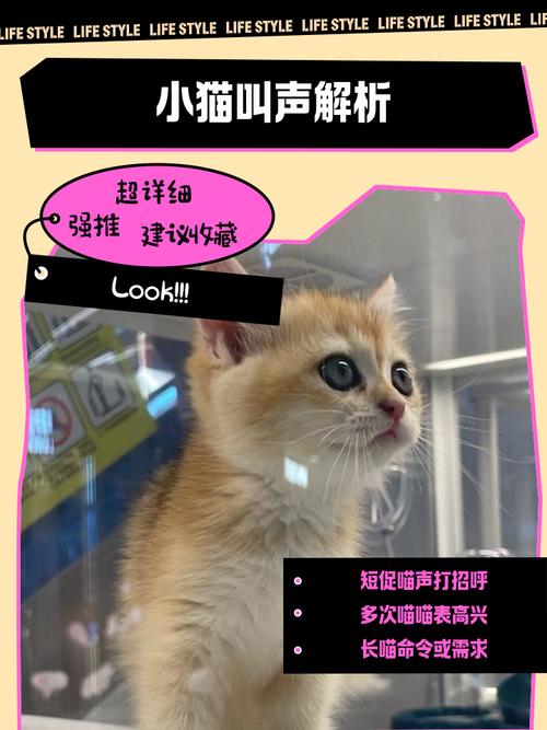 哨子零食问邻居唤名字（找猫咪最快最好的叫声）