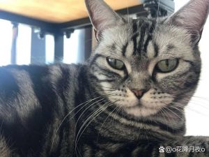 脸小耳大，身姿优雅，外貌独特（面部线条夸张的短毛宠物猫）