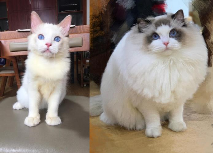 安静温柔粘人，聪明包容的布偶猫，理想伴侣（布偶猫选外向的好还是安静的好）