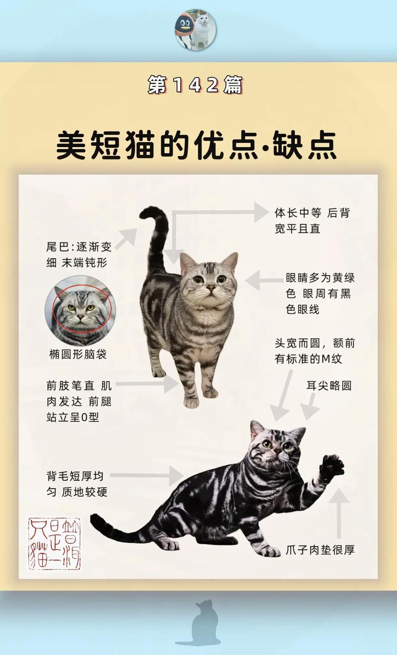 美短寿命15-20年？科学喂养助长寿！（美式短毛猫能活多久）