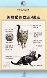 美短寿命15-20年？科学喂养助长寿！（美式短毛猫能活多久）