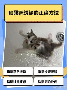 剃完毛的小猫皮肤护理要点（猫剪完毛可以洗澡吗）