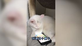 专业配餐vs低价风险（布偶猫配餐陈初和林茶茶）