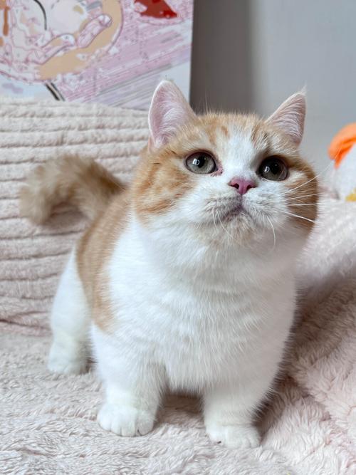 白色短毛猫品种多？别只看颜色！（白色的短毛猫有什么品种）