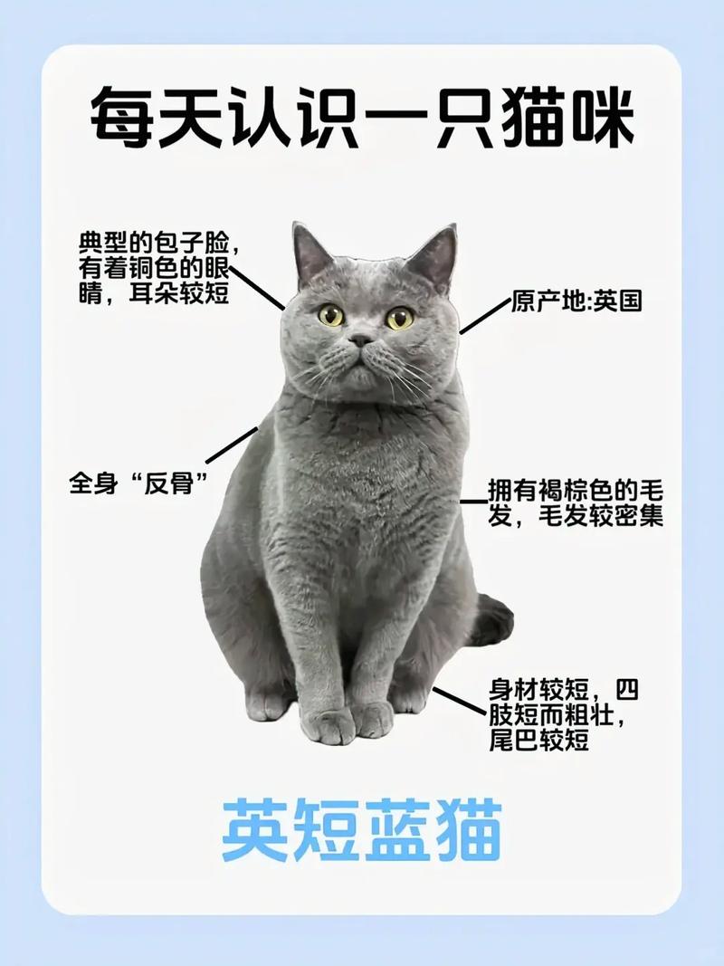 12种特色宠物猫介绍（英国猫咪品种大全及图片）