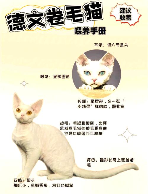 温情感伴，互动训练很重要（德文猫智商相当于人几岁）