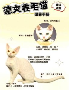 温情感伴，互动训练很重要（德文猫智商相当于人几岁）