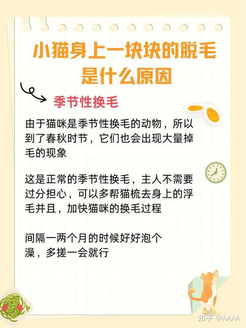 猫咪掉毛多？梳毛饮食要注意！（猫脱毛最好的解决办法）