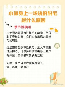 猫咪掉毛多？梳毛饮食要注意！（猫脱毛最好的解决办法）