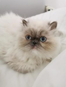 历史与养护（波斯猫图片大全大图）