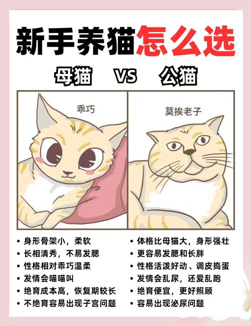 公猫母猫怎么选？性格颜值预算全考虑（养猫养公的还是母的好）