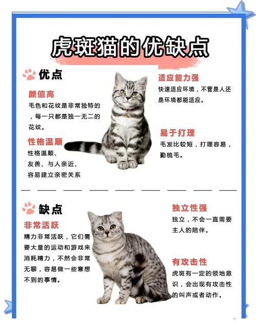 虎斑猫与混血猫（虎斑猫分几个品种图片）