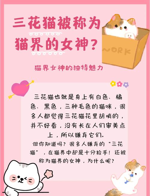 独特拼色美，性格也甜美！（三花猫为什么是猫界美女）