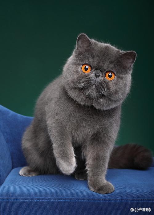 红虎斑异国短毛猫，温顺可爱！（红虎斑异国短毛猫）
