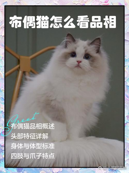 看爪眼体型等细节（怎么辨别布偶猫纯不纯）