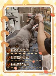 猫咪做B超需剃毛吗？（猫咪做心超需要剃毛吗）