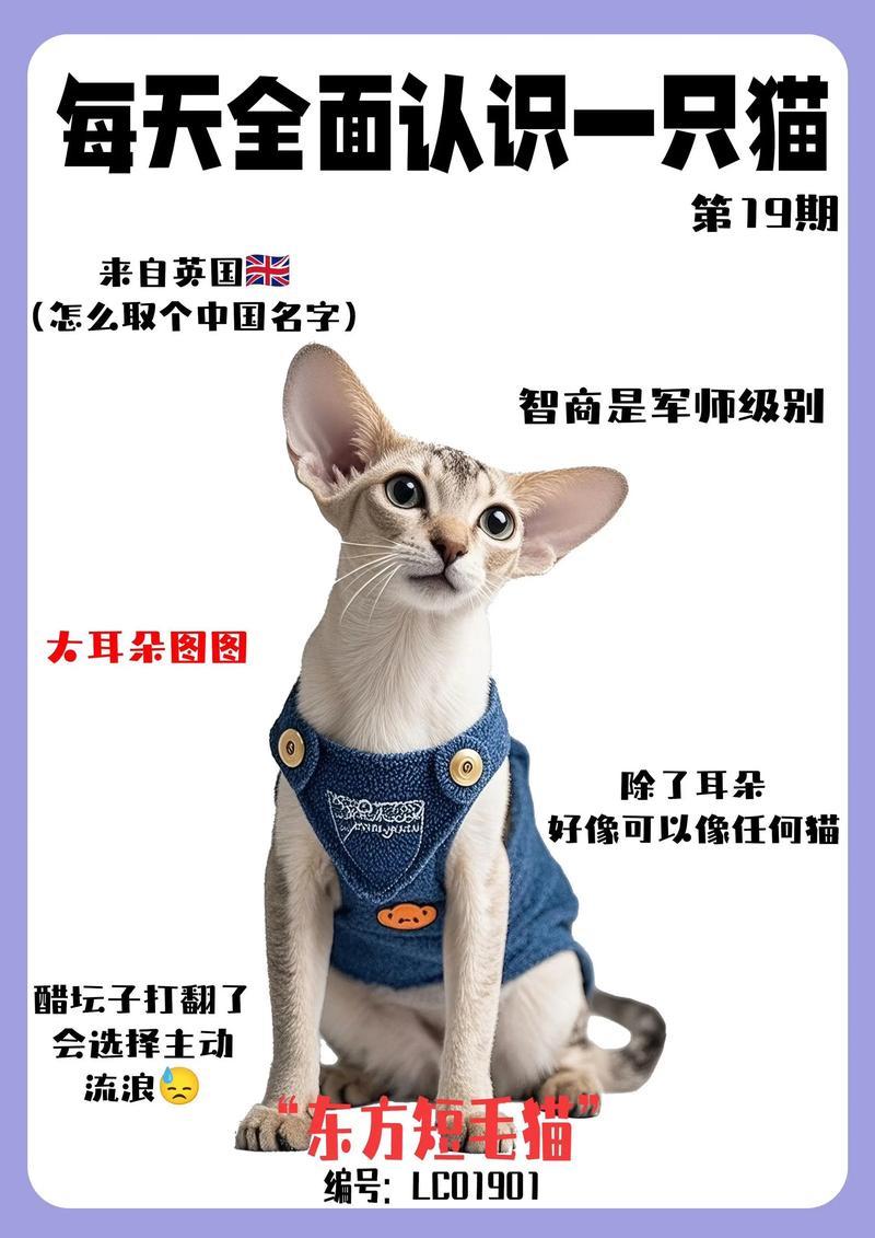 优雅亲人，活泼好动（短毛猫介绍）