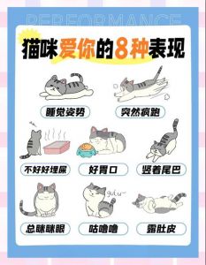 蹭脸露肚皮叫名字等，情意浓！（猫咪认主人的十种表现）