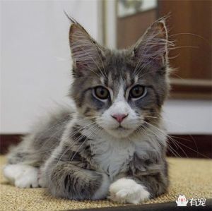 缅因猫发情怎么办？绝育更省心！（缅因猫母猫发情表现）