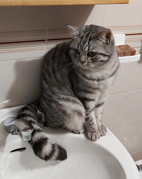 优雅独特，理想伴侣（英短虎斑猫图片）