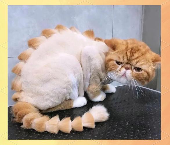 猫咪换季掉毛多？梳毛补营养是好方法！（猫咪多久剪一次毛）