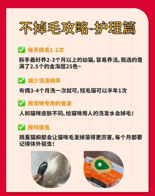 猫咪掉毛多？季节正常，异常需看医生！（猫咪掉毛是什么原因）