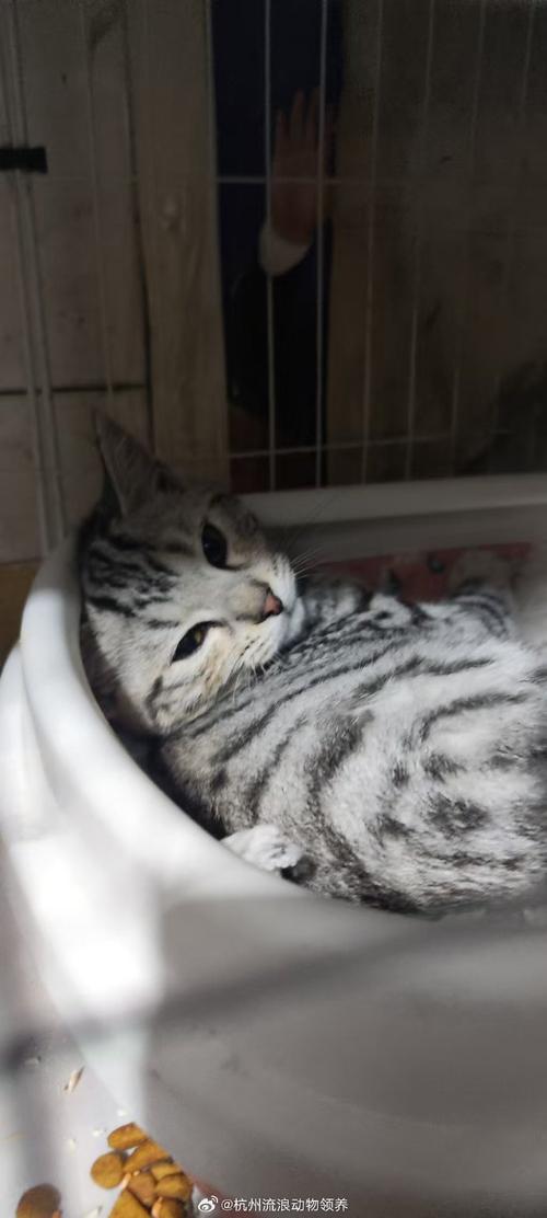 独一无二的小艺术品（狸花猫和虎斑杂交图片）