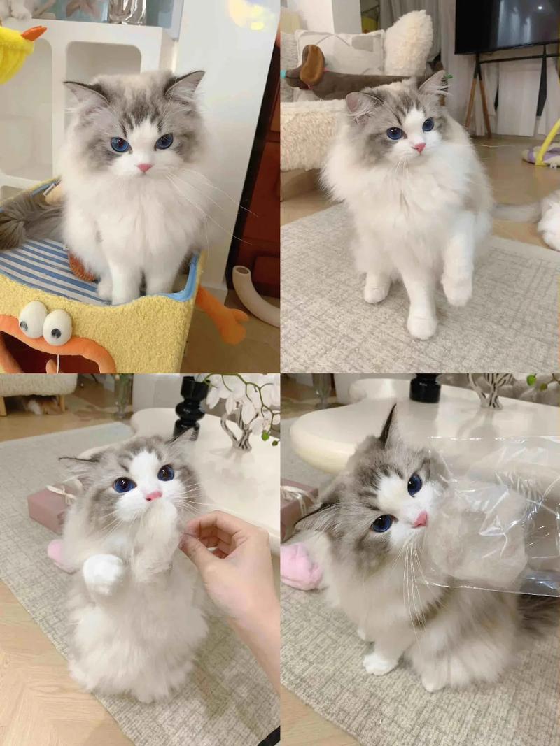 三个月布偶猫青春期，喂幼猫粮，社会化训练，勤梳毛少洗澡，室内养，多陪伴（三个月的布偶猫好养吗）
