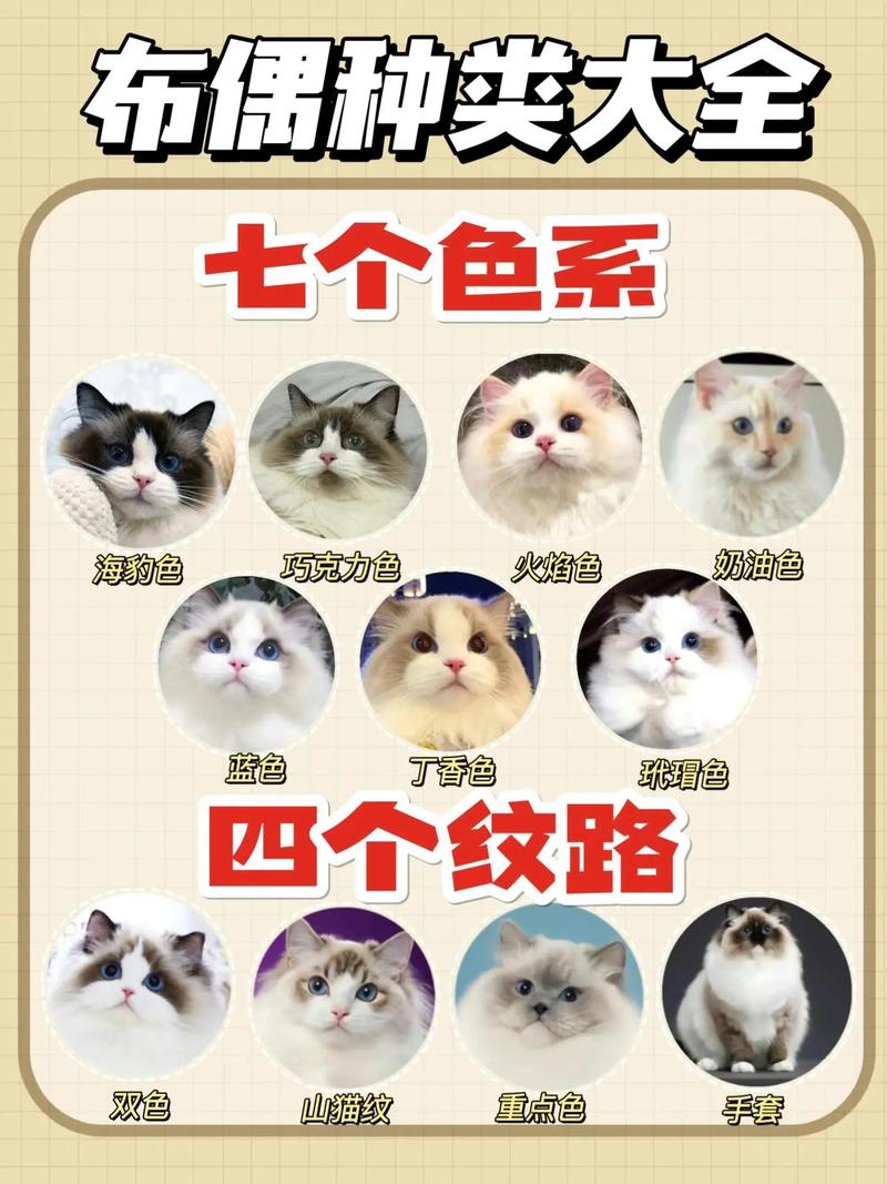 养布偶猫成本高需谨慎（布偶猫为什么不建议养）