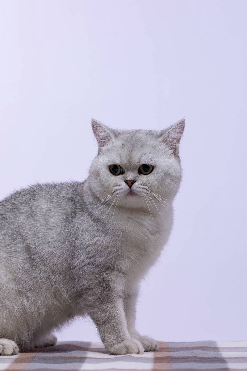 选只适合你的猫咪（短毛猫品种大全图）