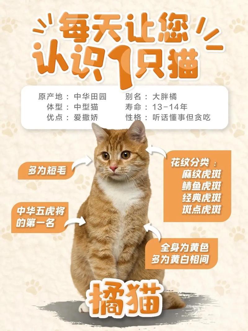 可爱外貌与温顺性格，看它如何成为最佳伴侣（猫咪简介怎么写吸引人）