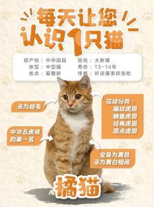 可爱外貌与温顺性格，看它如何成为最佳伴侣（猫咪简介怎么写吸引人）