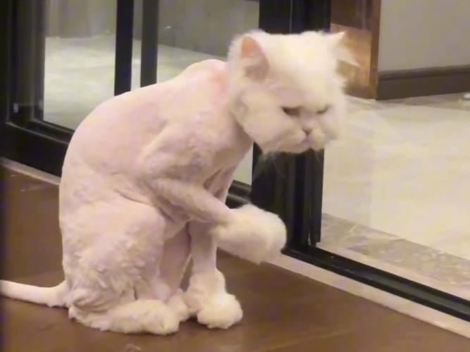 剃猫毛有风险，需谨慎护理（猫咪被剃毛会不高兴吗）