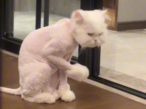 剃猫毛有风险，需谨慎护理（猫咪被剃毛会不高兴吗）