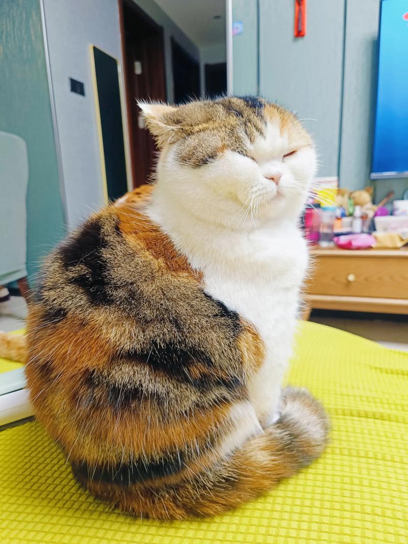 手绘三花猫台历，厚纸撕有仪式感，吉祥又治愈（三花猫台历照片）